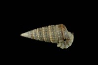 藏品(栓海蜷)的圖片